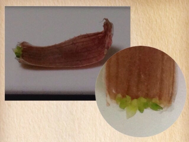 ハオルチアの葉挿し…え？ | 西向きベランダ☆多肉植物観察日誌