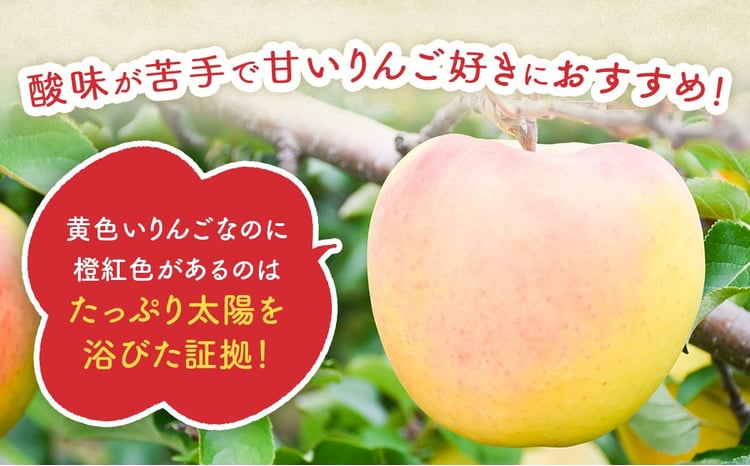 2026年産・先行予約】りんご【ぐんま名月】約5kg（12～20玉）☆2026年